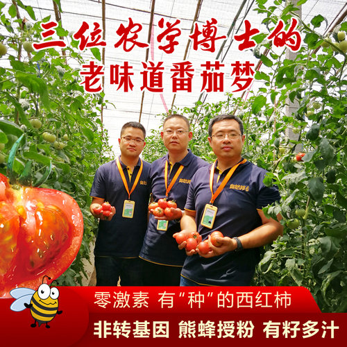 新鲜自然熟黄金籽西红柿农家水果
