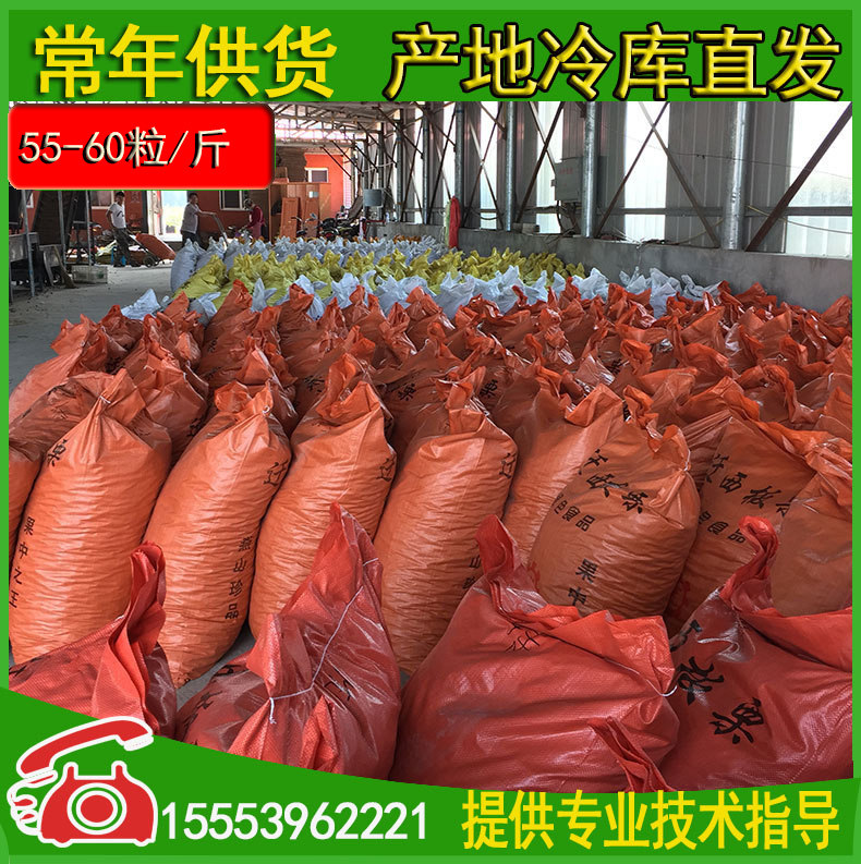 迁西油栗100斤批发糖炒栗子专用板栗生新鲜栗子