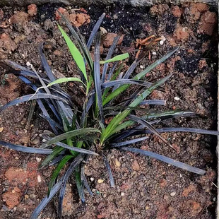 黑龙草黑麦草麦冬草东稀有黑色系列花卉绿植兰阳台桌面小盆栽美观