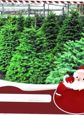 Real Christmas tree 1.5/2/2.5m potted Norwegian spruce pine