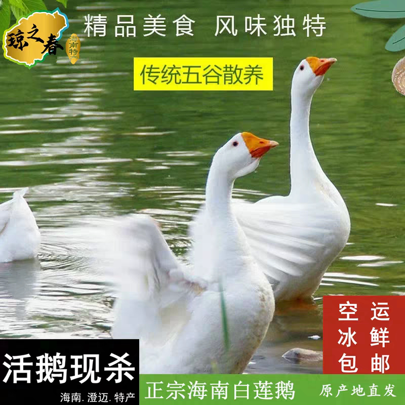 正宗海南特产澄迈白莲鹅空运现杀