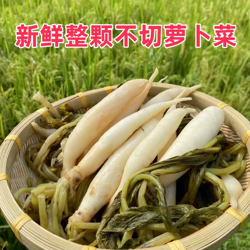广西灵山新鲜萝卜菜整根不切