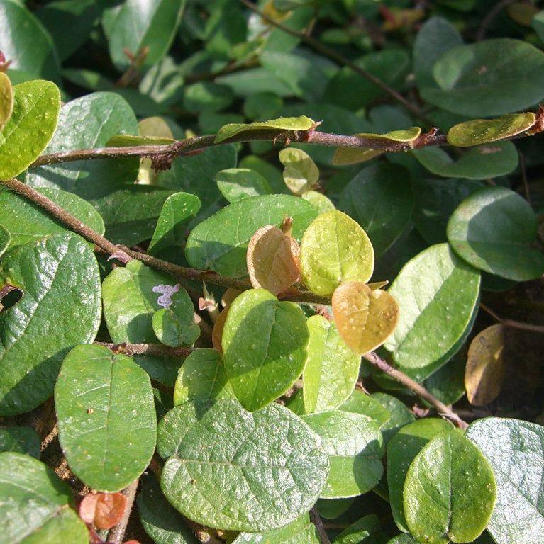 薜荔种子 凉粉子 木莲 凉粉果 果实可以做凉粉 解暑 林木种籽|ruв категории доставка цветов/цветок моделирования/растения садоводства, цветок/овощи и фрукты/газон семян (новая), домашнее садоводство семян - от Buy2taobao.com для оказания профессиональной услуги покупки агента Taobao