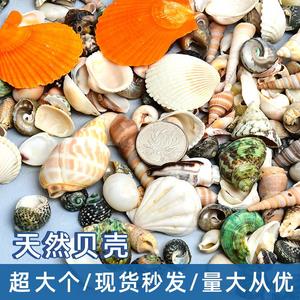 天然贝壳海螺海星材料包手工diy拍摄背景风铃漂流瓶鱼缸装饰套装