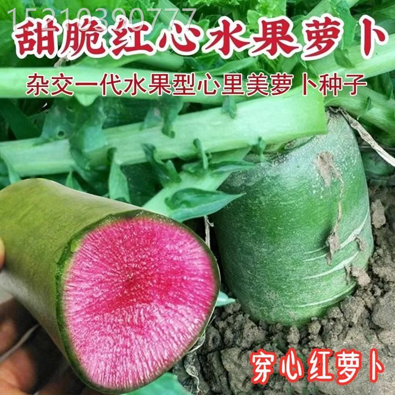 穿心UJV红水果萝瓤卜种子生吃脆甜青皮红红萝心卜籽种子四季春夏