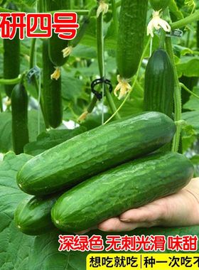 蔬研四号杂交品种黄瓜种子早熟强雌型皮色绿色光泽度强刺瘤小少