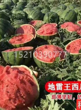 西瓜种籽懒汉地雷XHT大西瓜种子高产早熟麒麟8424西瓜籽蔬菜水果
