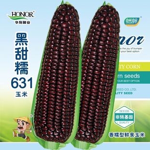 大田春夏菜种孑甜糯华耐 黑甜糯631黑糯玉米种子紫玉米种籽四季