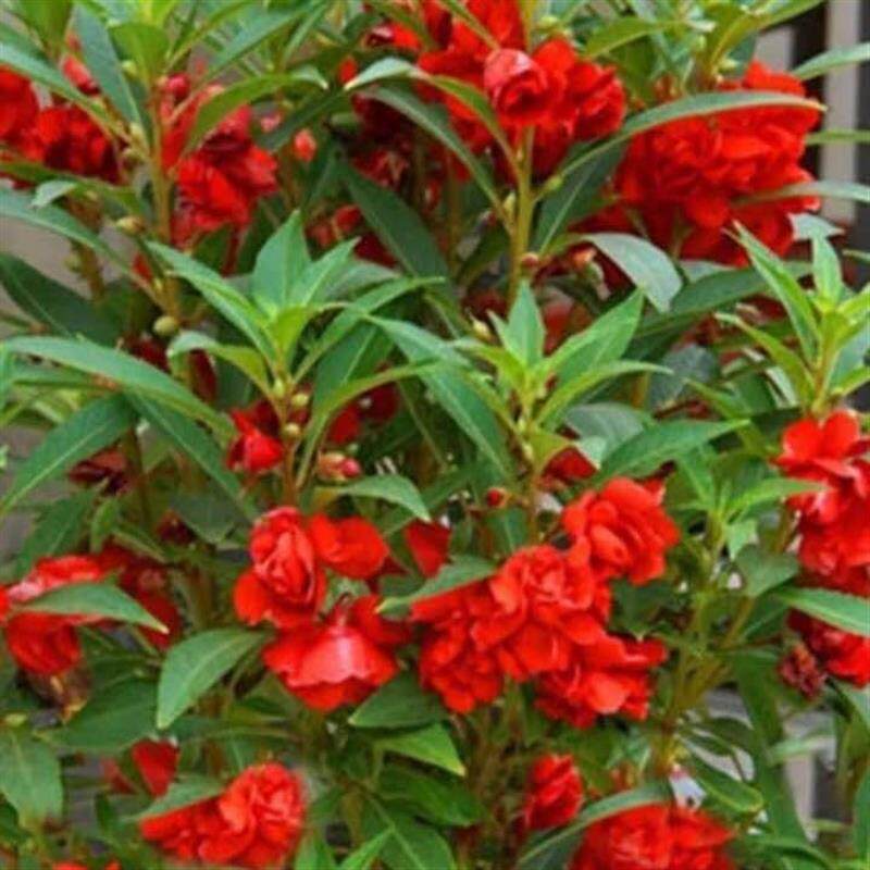 凤仙花种子阳台盆栽花卉四季播七彩凤仙花籽染指甲花种子驱蛇花卉