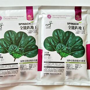 全能趴地王菠菜种子深绿油黑发亮菠菜种子耐抽苔叶片肥厚菠菜种子