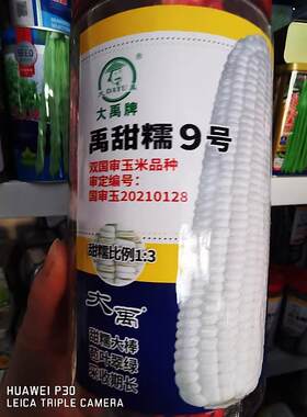 河北大禹超甜白糯玉米种子甜糯玉米种籽白黏糯水果玉米种孑春秋播