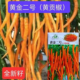 黄金二号黄贡椒种子中早熟抗病高产脆嫩特辣春秋播辣椒种籽线椒种