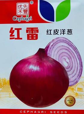 红红皮洋熟葱种子中早中长日照台秋季播雷圆葱阳高产菜园蔬GTC菜