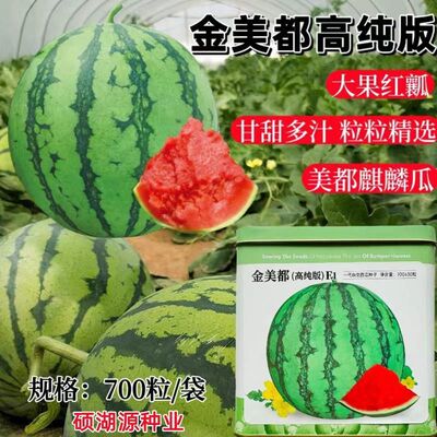 西瓜种子时田金美都高纯版中早熟杂交西瓜种子皮薄耐裂优质西瓜籽