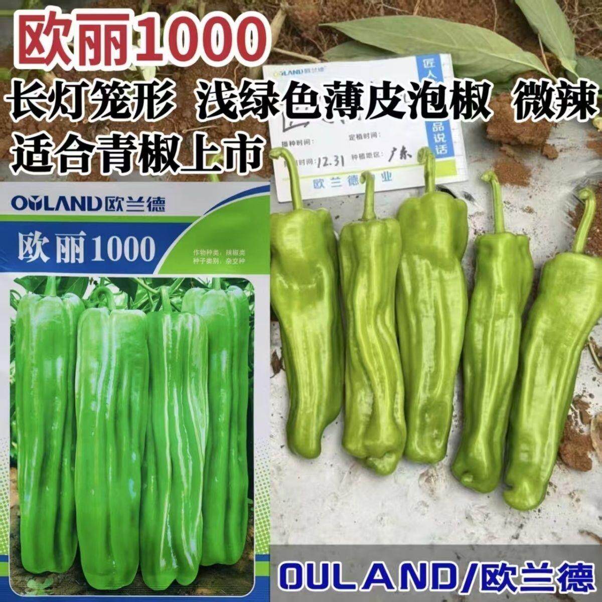 欧丽1000薄皮椒种子欧兰德竖条纹软皮泡椒苏椒酥椒微辣辣椒种子籽