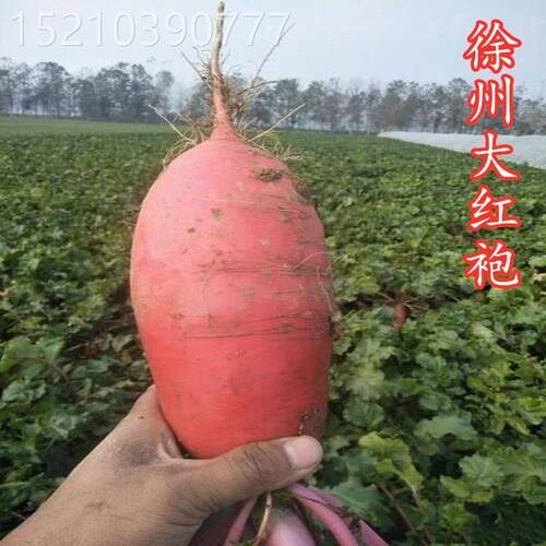 徐VHC州大种红袍萝卜红皮白肉萝种籽秋季红大萝卜卜子农家田园蔬