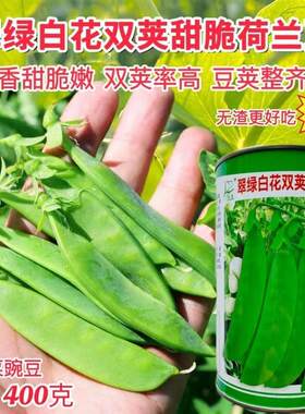 香甜脆嫩翠绿白花双荚甜脆荷荷兰豆豌豆片春夏秋四季播蔬菜种孑籽