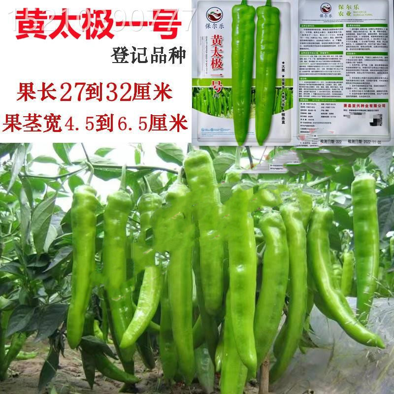 黄太极一号尖椒种子黄皮羊角牛角辣椒春秋耐热盆栽四季播蔬菜种籽