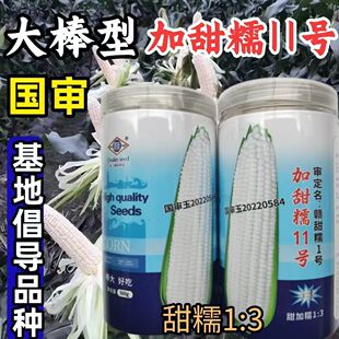 加甜糯11号糯玉米种子 早熟特大棒甜加糯软糯香甜包谷玉米种子籽