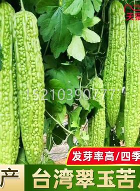 苦瓜种子台翠玉秋冬季苦瓜苗四季春季蔬苗菜种苦孑瓜种AVU湾籽秧