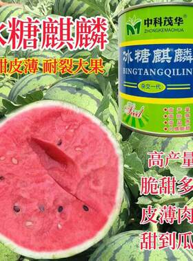 中科茂华冰糖麒麟西瓜种子薄皮早熟海南麒麟西瓜籽春季种植蔬菜籽