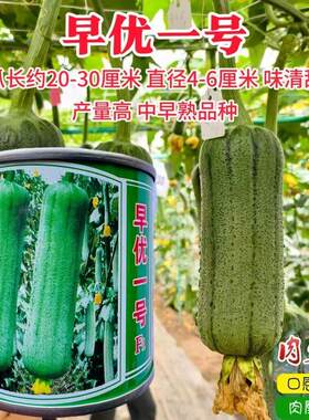 早优一号丝瓜种子 春秋播肉丝瓜水瓜上市早鲜嫩清香香丝瓜种籽孑