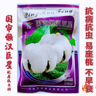 国审懒汉巨棉星DRQ棉高产抗虫棉花种子铃重茬千抗斤王棉籽新疆花