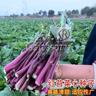 菜苔种子增城菜心种籽四季迟秋红季播种早熟白菜苔青苔蔬菜种DZX