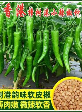 小香港樟树港椒种子优质清香薄皮辣椒新种春秋四季播种蔬菜种籽