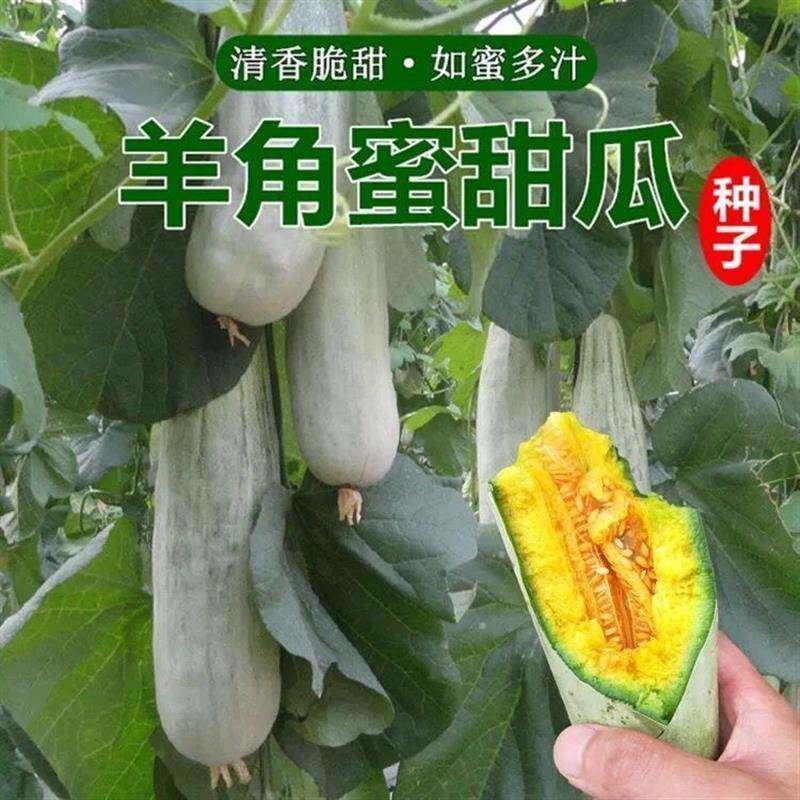 甜脆羊角蜜种子羊角酥甜瓜种籽香瓜密薄皮脆甜春季四季蔬果籽