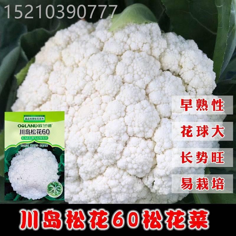 川岛松花花60松小花VBZ菜种德子欧兰日本进口早熟青梗米粒菜