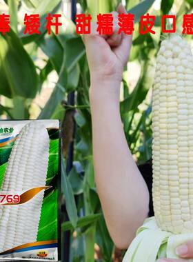 广西先迪农业迪甜糯769香甜糯玉米种子白色鲜食加甜糯玉米种籽孑