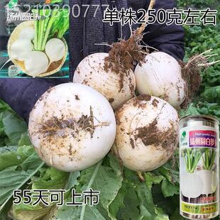 扬州圆白萝卜种子春不萝卜种籽菜季 蜂糖DID老大萝卜秋冬农家田园