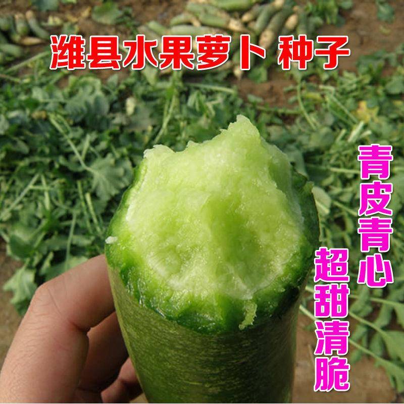 甜脆潍县青萝卜种子沙窝水果萝卜种籽里外青四季高产耐热蔬菜种子