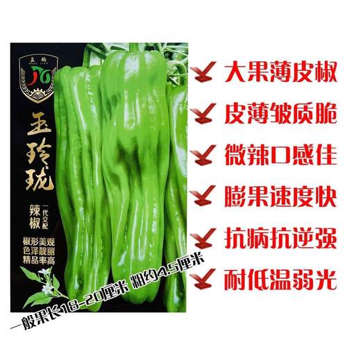 玉玲珑长灯笼型薄皮辣椒种子早熟抗病味辣大果绿皮泡椒坐果能力强