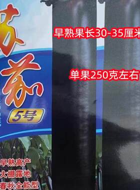 黑紫色长茄子种子杂交早熟大果南方北方农家大田春秋四季播蔬菜种