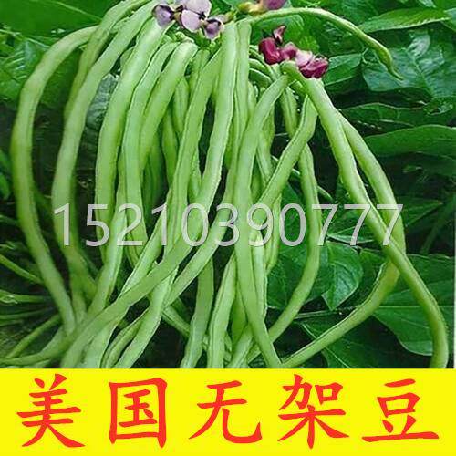 无架生豆种MOP子矮长豆角四季盆豆种籽豇搭豆蔬菜孑菜豆孑栽不架