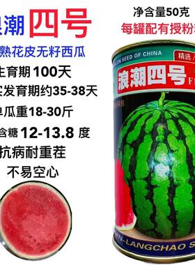 浪潮四号西瓜种子红瓤三倍体无子中熟花皮大果型春季高产优良无籽