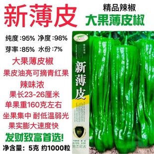 同乐新薄皮辣椒种子早熟绿色大果薄皮青椒辣椒种籽农家春秋蔬菜孑