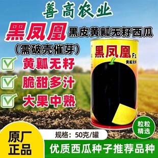 黑凤凰黄瓤无籽西瓜种子中熟高产抗病强耐湿黑皮无籽大田西瓜种孑