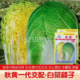 黄心白菜种子蔬菜黄储芯秋播大白菜种籽冬QBX白菜耐寒口感好秋冬