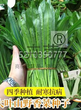 野大四叶香菜种籽刺山芫荽种子泰国香菜种苗农家季蔬FRC菜菜籽大