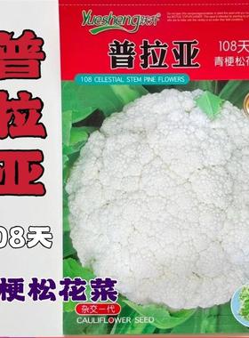 普拉亚108天青梗松花菜种籽散花菜种子菜花春秋播耐寒耐热花椰菜