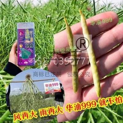 华油999菜种子 农田油地杂交出油早熟半OPA冬性油菜粒抗病基油大