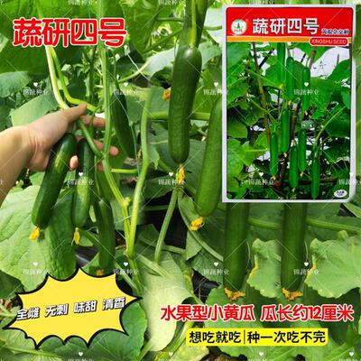 蔬研四号水果黄瓜种子无刺小油瓜耐寒全雌四季脆甜迷你小黄瓜种籽