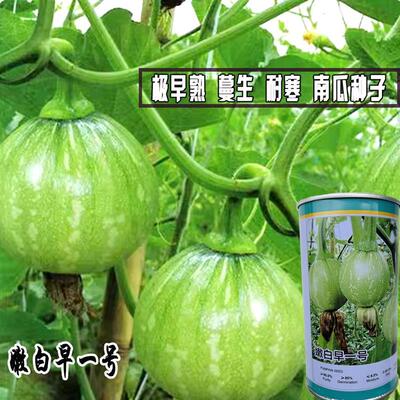 德丰嫩白早一号南瓜种子早熟蔓生耐寒高产南瓜种籽孑四季南瓜种籽