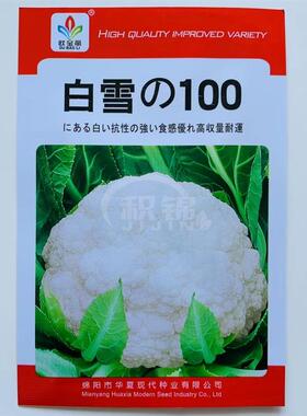 白雪100天松花菜种子青梗花椰菜白色西兰蓝花籽春秋田园蔬菜种籽