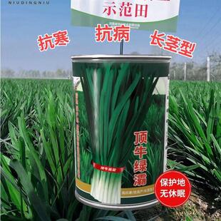 顶牛绿灞韭菜种子正品 韭菜籽抗寒抗病大宽叶韭菜种籽 不休眠冬季