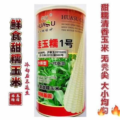 连玉糯1号白玉米种子早中熟高产苞米籽粘黏水果玉米春季蔬菜种孑