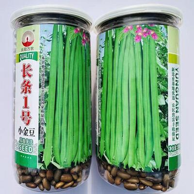 长条1号小金豆种子蔓生荚色浅绿近圆形质脆纤维少耐寒抗病春秋播